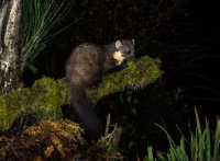 Pine-Marten