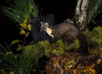Pine-Marten