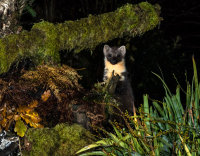 Pine-Marten