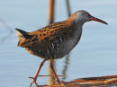 Water-Rail