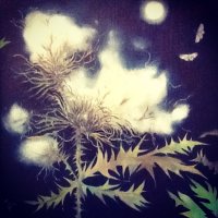 Thistle Down and Moths