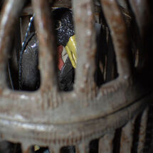 Bankers Bird (close up)