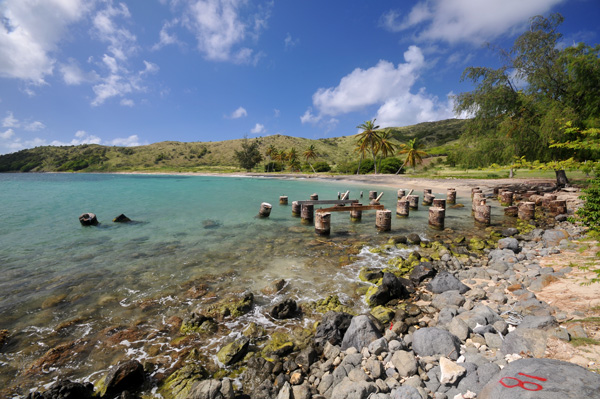 Wild St Kitts