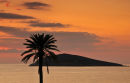 Greek Palm