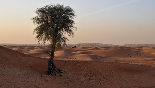 Lone Desert Tree