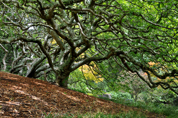 Wellington Botanical Gardens