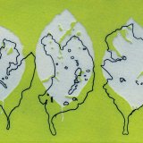 Beech Leaves 2