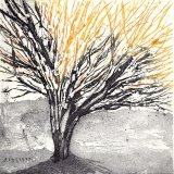 Beech Series (3)