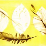Brown feathers