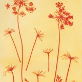 Umbellifer 1