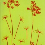 Umbellifer 2