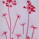 Umbellifer 3