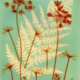 Umbellifer & Fern 4