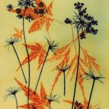 Umbellifer & Acer 1