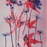 Umbellifer & Acer 2