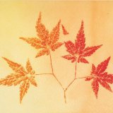 Acer 2 - SOLD