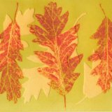 Turkey Oak 1