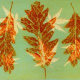 Turkey Oak 2