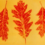 Turkey Oak 3