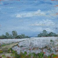 Field of Pink Poppies 60x60x4