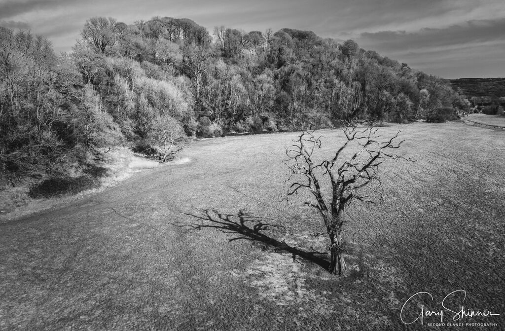 37. The Dead Tree