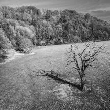 37. The Dead Tree