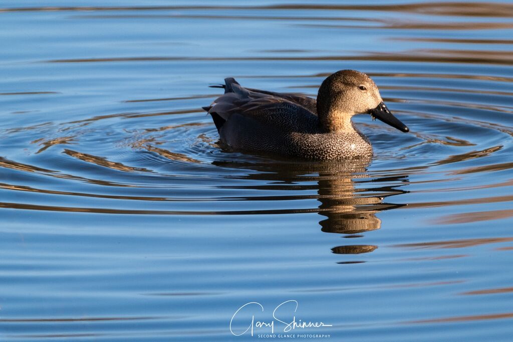 5. Gadwell reflection