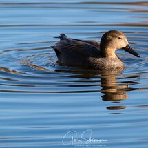 5. Gadwell reflection