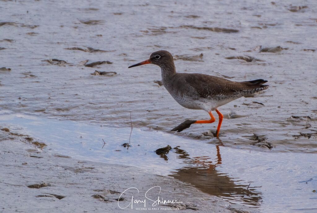6. Common Redshank