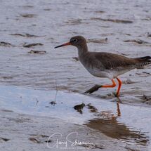 6. Common Redshank