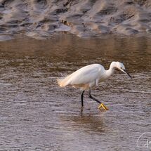 7. Little Egret
