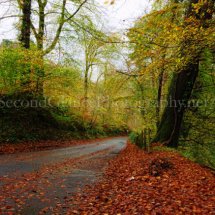 Autumn 2015 - Near Home