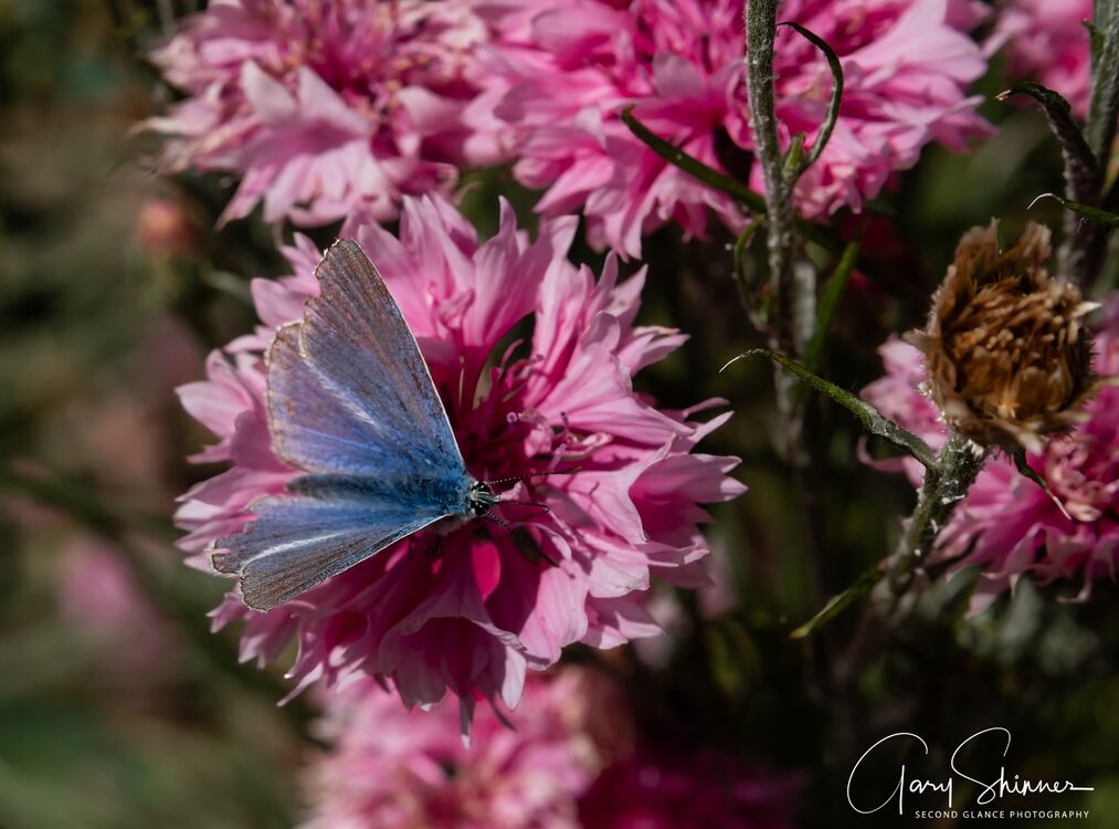Common Blue Butterfly