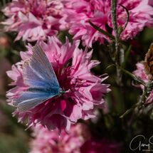 Common Blue Butterfly