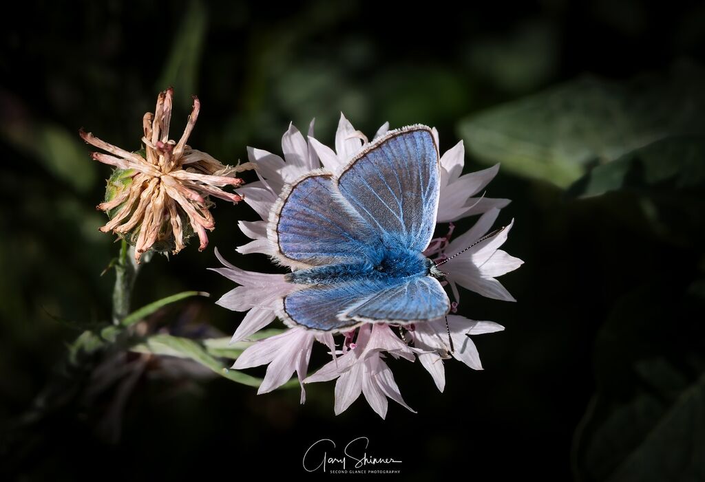 Common Blue (Polyommatus icarus)
