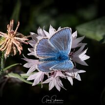 Common Blue (Polyommatus icarus)