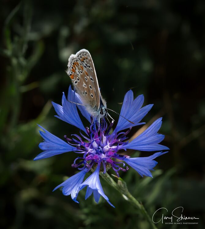 Corn Flower with Common Blue