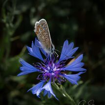 Corn Flower with Common Blue