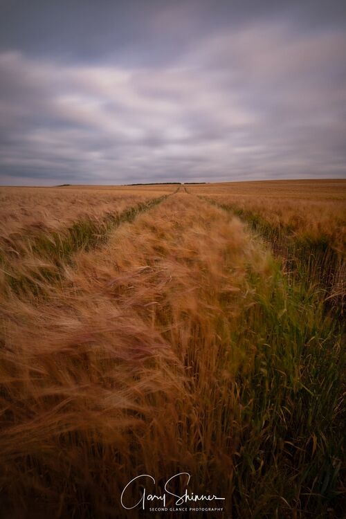 Fields of Maize