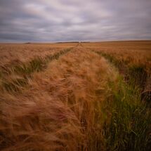 Fields of Maize