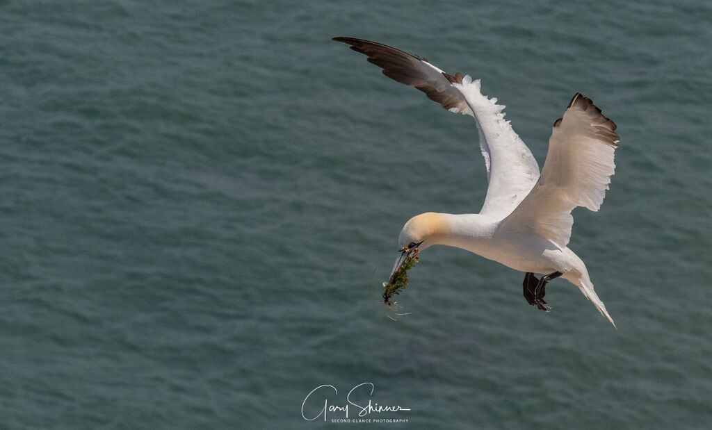 Foilage for the nest