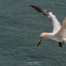Foilage for the nest