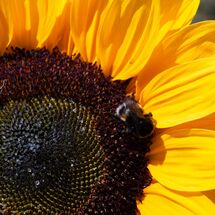 Nectar is my job