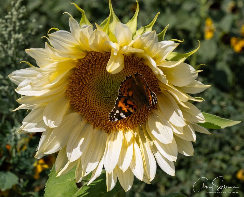 Painted Lady butterfly on Common Sunflower