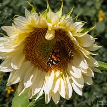 Painted Lady butterfly on Common Sunflower
