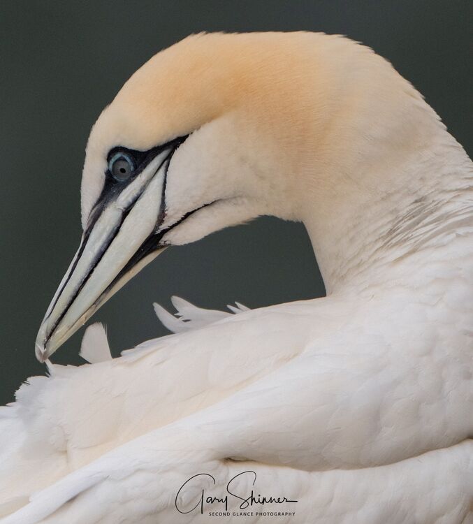 Preening