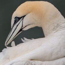 Preening