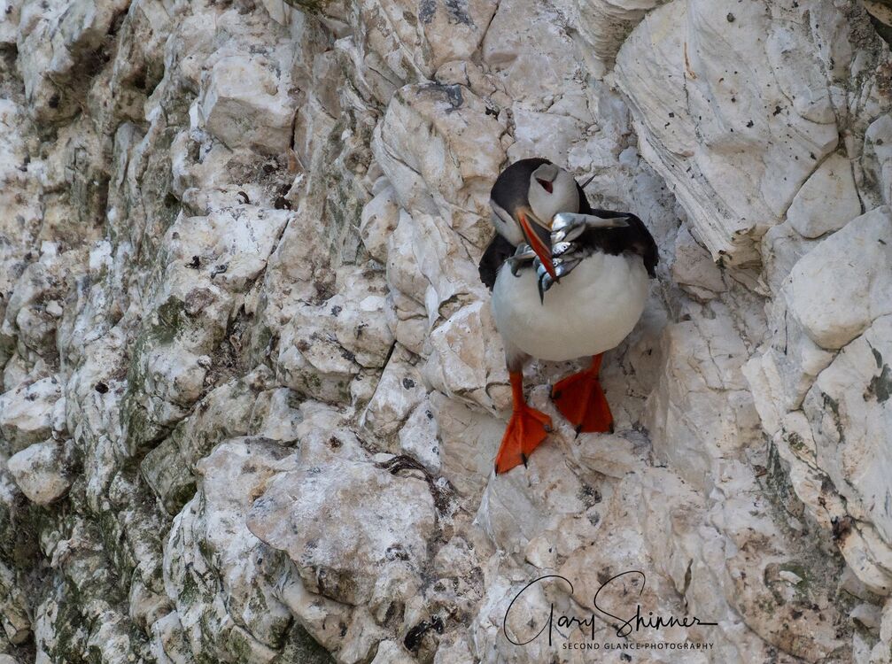 Puffin tea time