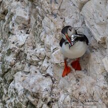 Puffin tea time