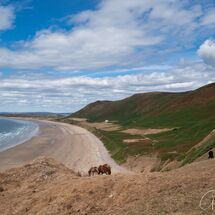 Rhossilli Horses
